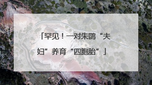 罕见！一对朱鹮“夫妇”养育“四胞胎”
